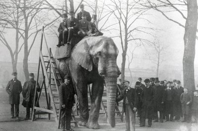 Jumbo at Riding Steps ZSL London Zoo, Probably March 1882 by English Photographer